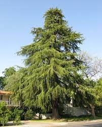 deodar tree google search cedar tree cedar trees deodar cedar tree