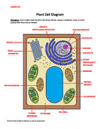 The nerves and muscles are made up of specialized cells that plant cells. Plant And Animal Cell Labeling Diagrams By A Thom Ic Science Tpt