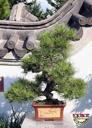 One of theclassic bonsai trees. Japanese Black Pine Pinus Thunbergii Nishiki Pinaceae 50 Yrs Old C20080830 239 Bonsai Tree Bonsai Art Bonsai Styles