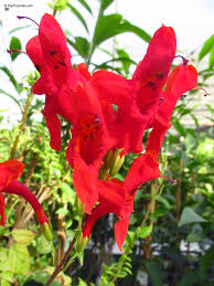 Image result for Tecoma capensis