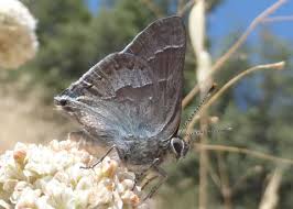 Image result for Satyrium buchananii