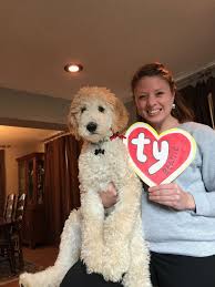 It could be a standard poodle, a miniature poodle when counseling families about f1 generation doodles we always emphasize that an f1 doodle will. Such A Big Beanie Baby Goldendoodle Grooming Poodle Haircut Goldendoodle Haircuts
