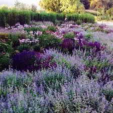 Pin On Gardening