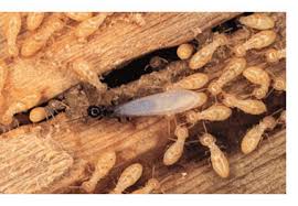 We will inspect your residential or commercial property, advice about effective treatments, and then get the job done. Augusta Exterminating