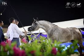 النتائج النهائية لبطولة جدة لجمال الخيل العربية الأصيلة 2018 arabian horse horses animals