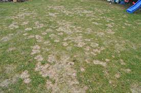 Wird ein rasen im ungemähten zustand niedergetreten, richten sich die halme erst allmählich wieder auf. Rasenpflege Im Fruhjahr 2019 Wann Dungen Mahen Vertikutieren Hausbau Blog