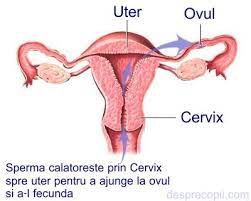 Dar anumite pozitii impiedica sperma sa se scurga din vagin si fac ca aceasta sa ramana mai mult timp in cervix. 3 Pozitii Sexuale Ideale Pentru Conceperea Unui Copil Desprecopii Com
