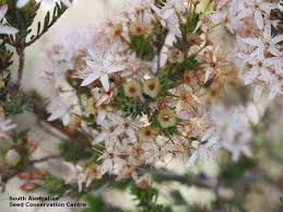 Image result for Tetragonia calycina