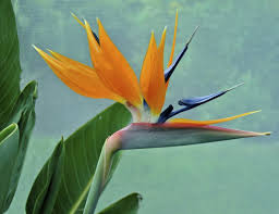 Bird Of Paradise Meaning Flower List Of Flower Names With Their Meanings And Alluring Pictures Flowers Name List Flower Names Flowers