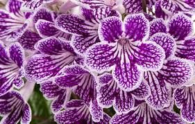 African violets (saintpaulia species) are excellent indoor flowering plants. Streptocarpus Ladyslippers Green Fuse Botanicals Inc