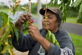 Can i bring coffee back from hawaii to canada. As Coffee Rust Reaches Hawaii Farmers Prepare For A Devastating Blow Civil Eats