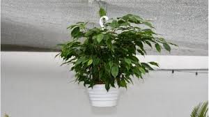 Maybe you would like to learn more about one of these? Benefits Of Having Plants In Your Home Office Working From Home Insider