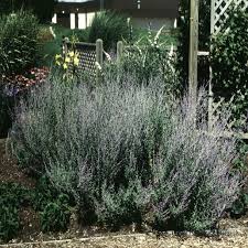 Image result for Perovskia atriplicifolia 'blue spire'