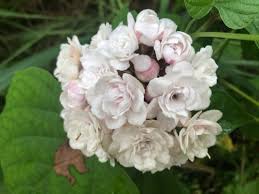 Image result for Clerodendrum lutambense