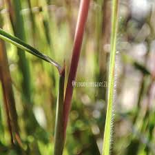 Image result for Trachypogon