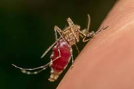 We did not find results for: Malaria Symptoms Complications And Treatment
