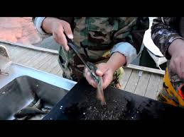 как быстро почистить окуня от чешуи в домашних условиях Kak Bystro Pochistit Okunya Youtube