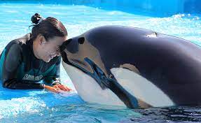 Killer Whales: Bond with These Clever Creatures at Kamogawa Sea World |  JAPAN Forward
