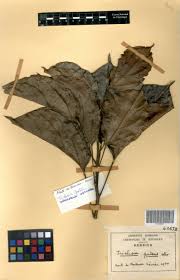 Image result for Triclisia