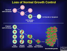 Glottic cancer begins in the vocal cords. What Is Cancer The Garden Of Eaden