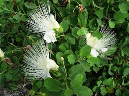 Image result for Capparis viminea