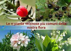 Darei più credito alla tua ipotesi dell'assunzione di alcune piante come essenze curative ,cosa che avviene in quasi tutte le specie animali. 120 Idee Su Erbe E Piante Velenose E Tossiche Nel 2021 Piante Velenose Piante Erbe