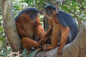 Lovely Western Red Colobus Monkey Couple Holding Hands Monkey Park Monkey Primates