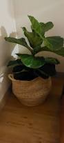 Image result for Ficus chirindensis