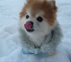 Arctic Tundra Animals Arctic Tundra Outbackside Arctic Tundra Animals Arctic Tundra Animals