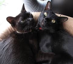 American Shorthair Black And White Cat Breeds Two Black Burmese Cats Picture Jpg 736 642 American Shorthair Cat Cat Breeds Siamese Cats And Kittens