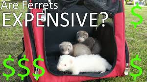 Like with any companion animal, the initial cost of a buying a ferret is minimal compared to how much it costs to take care of them. Are Ferret Expensive Before You Buy A Ferret Youtube