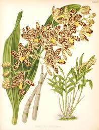 Image result for Ansellia