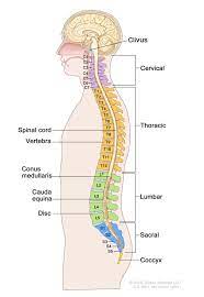 12 photos of the human back bone chart. Definition Of Backbone Nci Dictionary Of Cancer Terms National Cancer Institute
