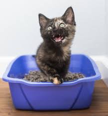 Cats with megacolon have lost their ability to move stool through the large intestine. Constipation Kitten Lady
