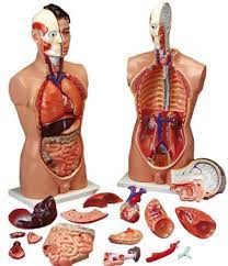 Learn more about skin anatomy at howstuffworks. Budget Tall Paul Torso Anatomy Models And Anatomical Charts