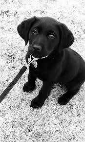 Passion Pink Pearls Paisley Grace Cute Puppies Lab Puppy Puppies