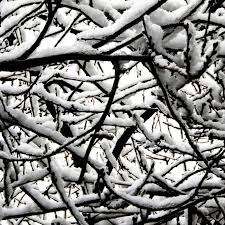 زمستان ۱۳۸۹ شاخه های در هم تنیده درخت آلبالو میزبان برف شدند درختی که دیگر نیست winter 1389 solar pictures