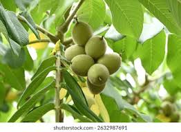 Image result for Juglandaceae