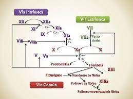 Cascada de la coagulación (fisiología de la hemostasia secundaria): Cascada De Coagulacion Youtube