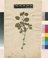 Image result for Sida chrysantha