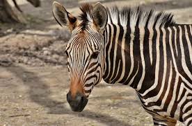 Zebra Wild Animal Zoo Africa Animal Zebra Pictures Animals Wild Zebra