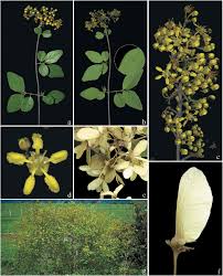 Image result for Heteropterys