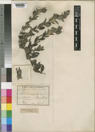 Image result for Barleria grandicalyx