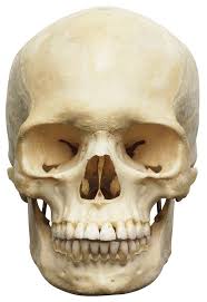 Bones have many shapes and sizes and are important to add structure to the body and protection to an intact scaphoid is important and necessary for proper wrist function because of how it interacts with the capitate is a large bone in the center of the second row of wrist bones. Human Skull Anatomy Bones In Human Skull Dk Find Out