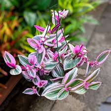 We did not find results for: Tradescantia Nanouk Pink Wandering Jew Plant Wild Roots