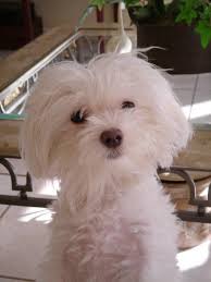 Maltese Bella Maltese Dogs Maltese Puppy Maltese