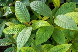 Image result for Kratom