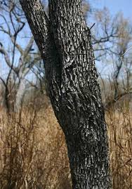 Image result for Combretum hereroense