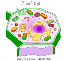Maybe you would like to learn more about one of these? Plant Cell Structure Plant Cell Parts Stock Vector Royalty Free 1425137198