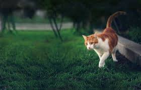 We hope the advice in this film helps it's amazing that the lengths you go to for your pets! What To Do If Your Cat Goes Missing Petspyjamas